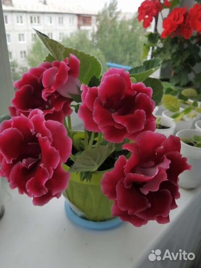 Глоксиния лист укоренившиеся