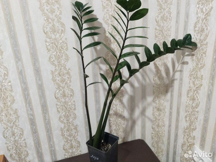 Замиокулькас