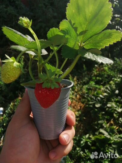 Рассада клубники разных сортов ксд. нсд. под заказ