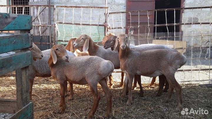 Овцы гиссарские