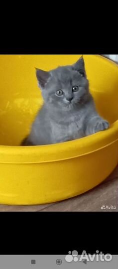 Шотландская