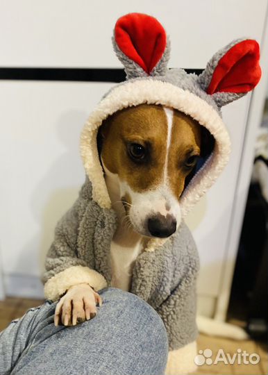 Комбинезон для средней собаки