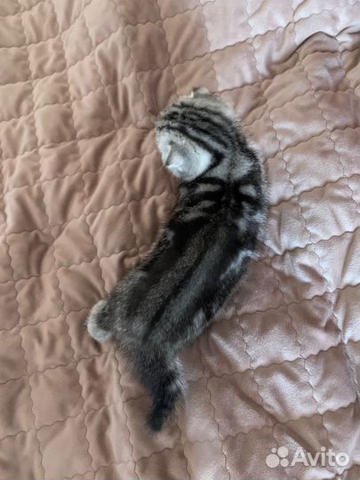 Шотландские котята