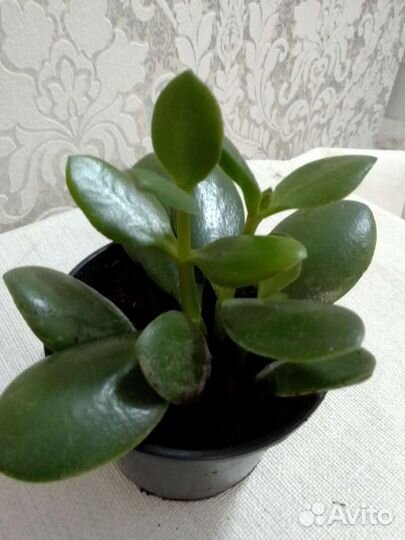 Комнатные растения