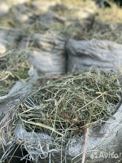 Сено свежий сбор в мешках