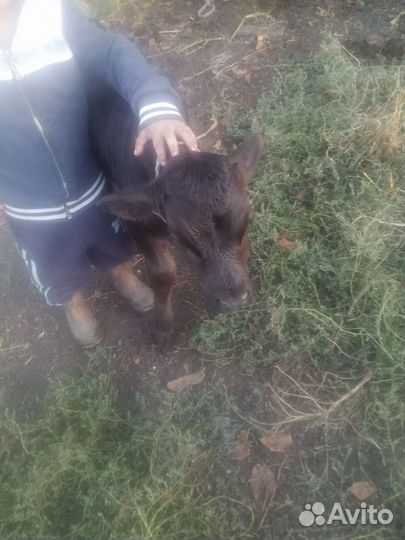 Бычок и тёлочка