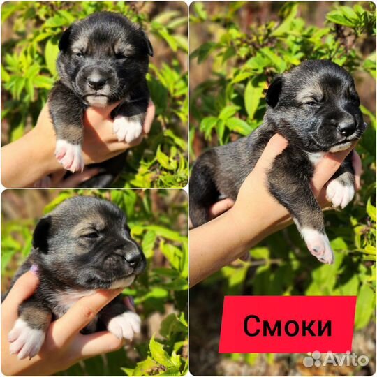 Щенки бесплатно