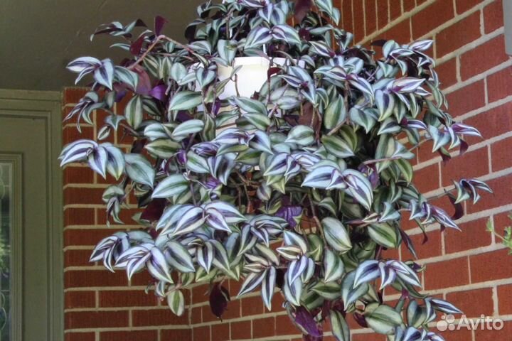 Традесканция Рэо,Зебрина, Коллизия