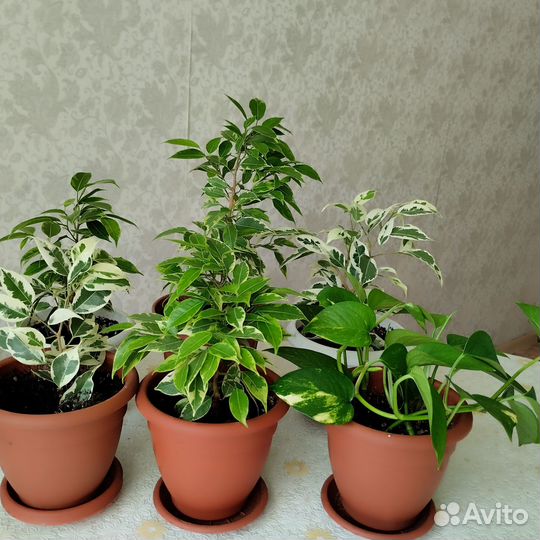 Комнатные цветы