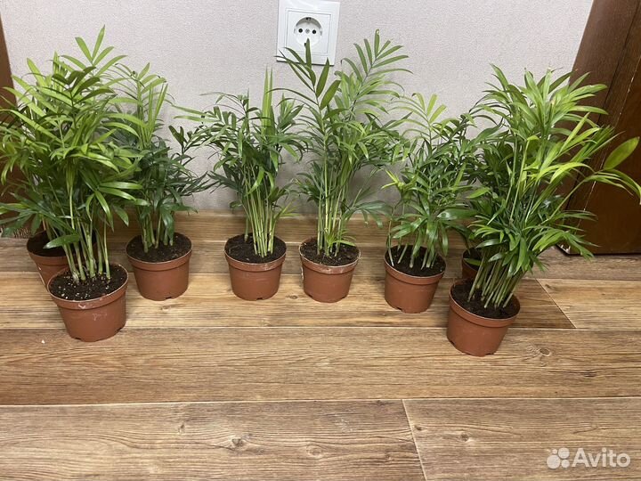 Комнатные цветы пальма хамедорея