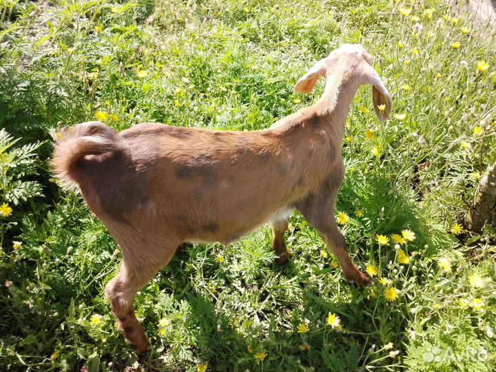 Нубийский козлик