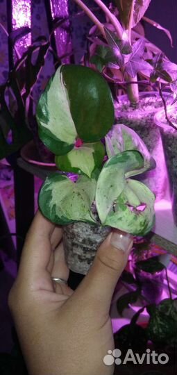 Эпипремнум марбл эпл