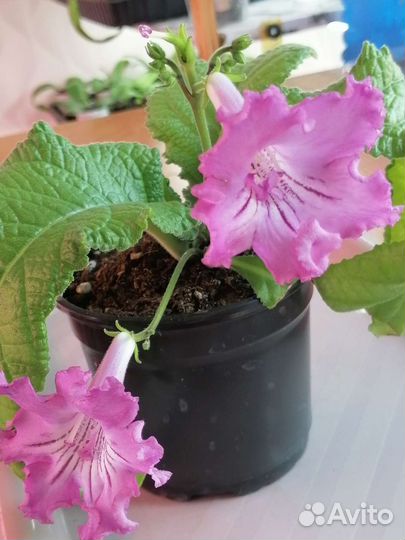 Стрептокарпусы