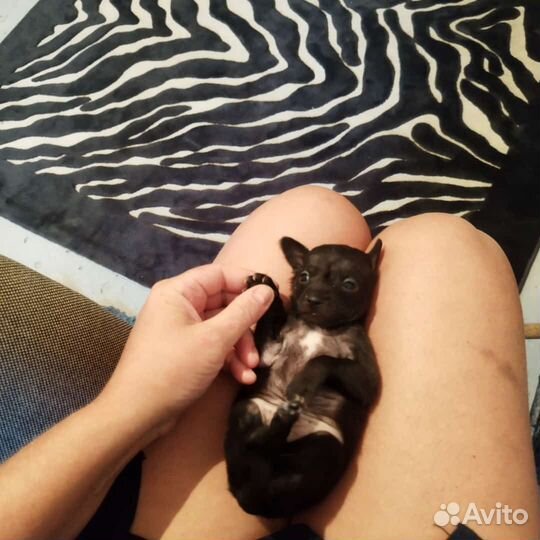 Чихуахуа мини мини мальчик черный. Доставка