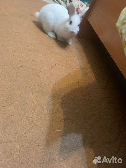 Декоративные кролики