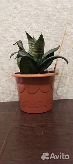 Щучий хвост отростки. Денежное дерево отростки