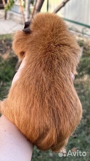 Самец Тедди возраст 8 мес