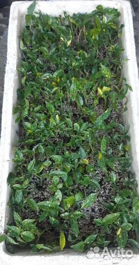 Растения окс опт