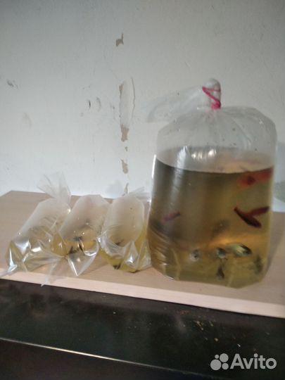 Аквариумные рыбки