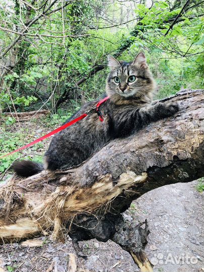 Вязка кошечка