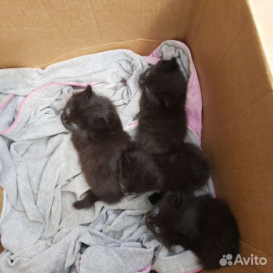 Котята в добрые руки бесплатно