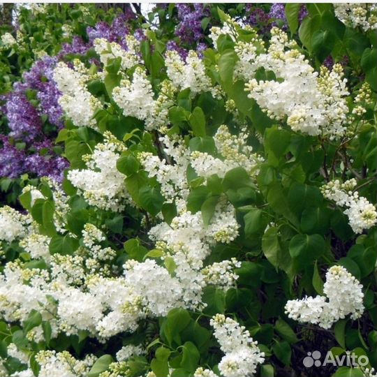 Сирень Лебедушка (1 саженец в горшке 15-20 см)