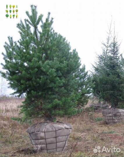 Саженцы ели