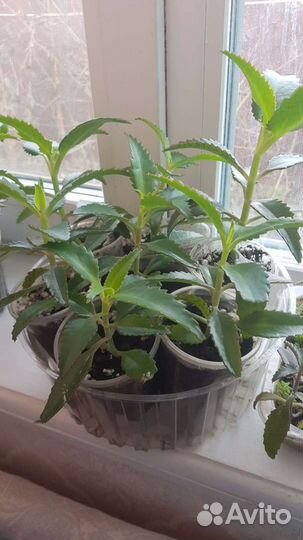 Каланхоэ лечебное