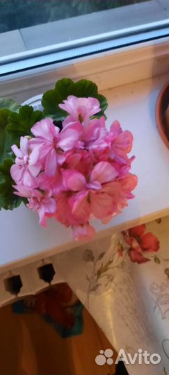 Герань пеларгония