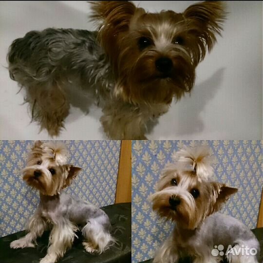 Стрижка собак Йорков, Йоркширских терьеров