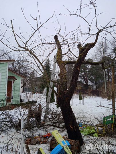 Обрезка плодовых деревьев