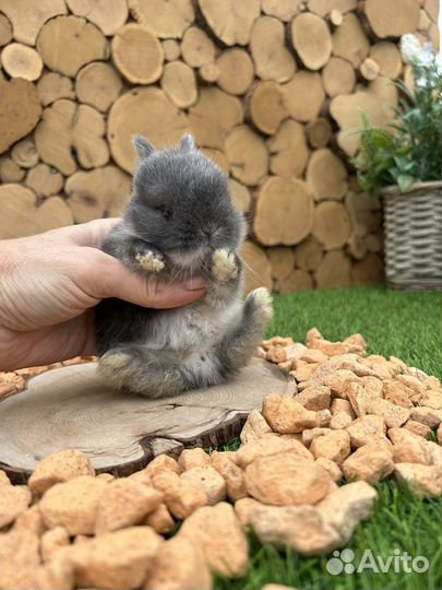 Декоративные карликовые кролики из питомника