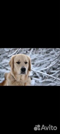 Усыпление животных на дому, кремация животных