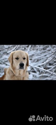 Усыпление животных на дому, кремация животных