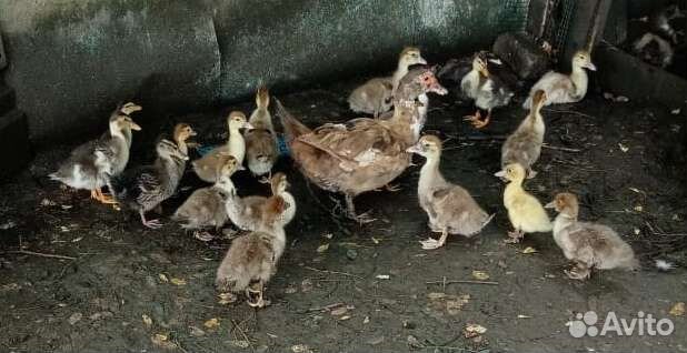 Утята Индоутка домашние