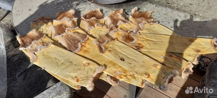 Шкурки ондатры