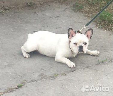 Французский бульдог