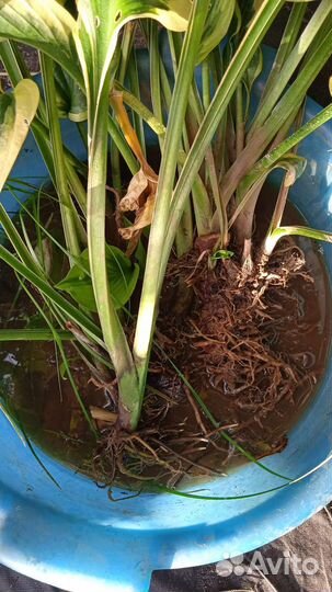 Хоста, медуница