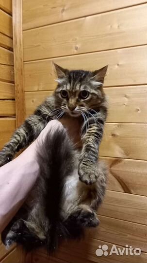 Котик Кузя ищет дом