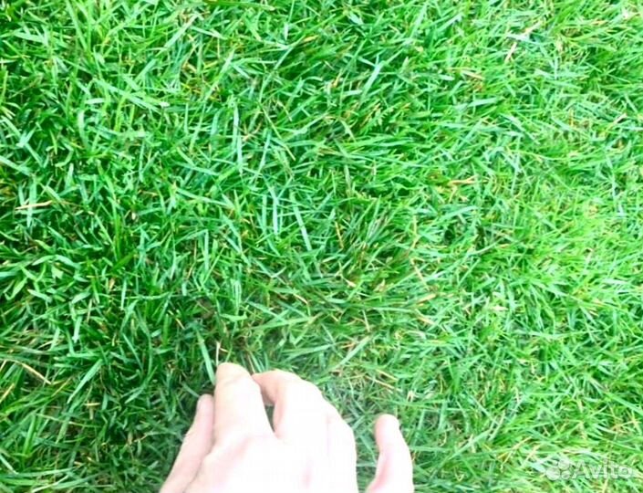 Рулонный газон