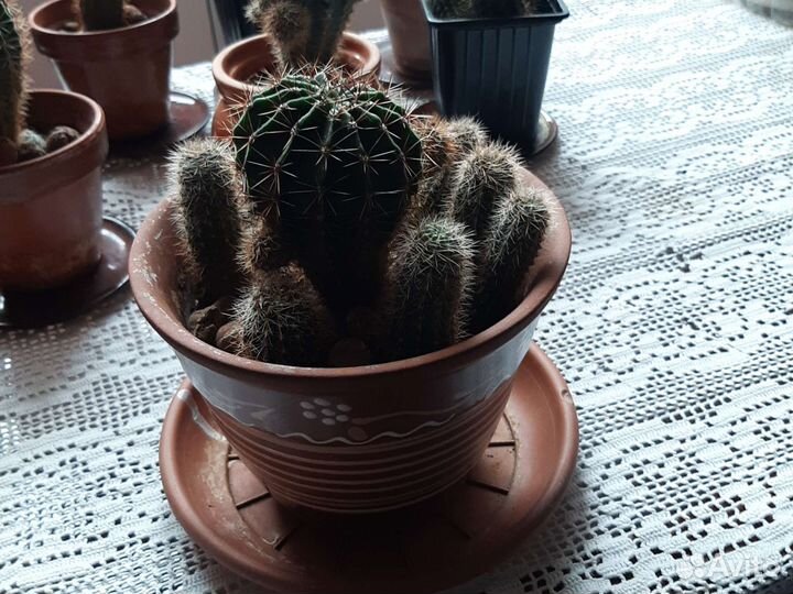 Кактус в горшках