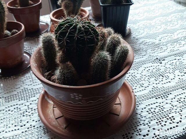 Кактус в горшках