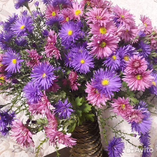 Хризантемы