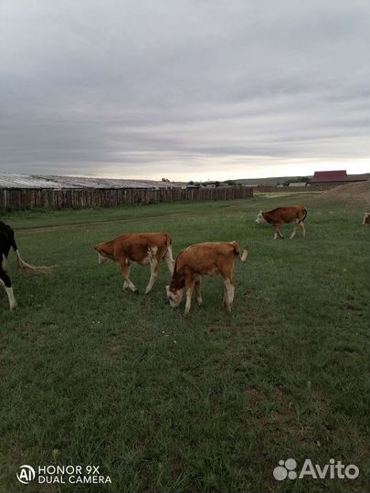 Продам телят