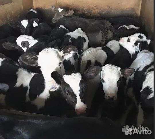 Телята бычки