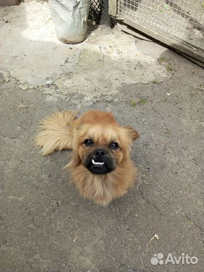 Пекинес в добрые руки