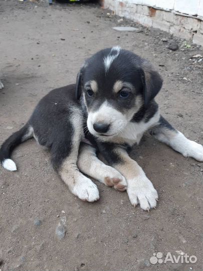 Отдам щенков в добрые руки