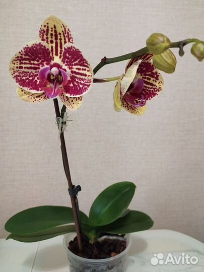 Орхидея фаленопсис