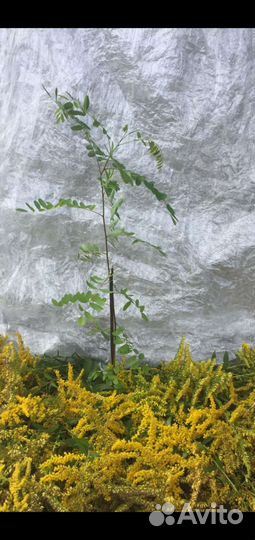 Живая изгородь