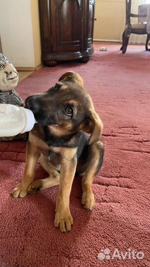 Отдам бесплатно щенок